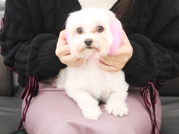 モデル犬の新しい家族が決まりました！PART⑤